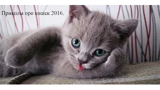 Приколы про кошек. Забавные коты 2016 №2