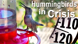 How to Keep Hummingbird Feeder Cool in Heatwave Tip Nectar Sugar Water Cold so Hummingbirds to Drink