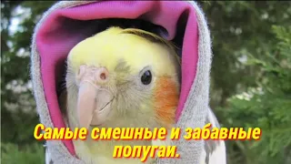 Самые смешные и забавные попугаи😂🐦