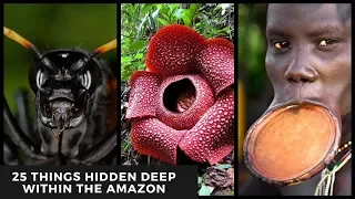 25 Things Hidden Deep Within The Amazon Forest  | You must WATCH | Amazing Life