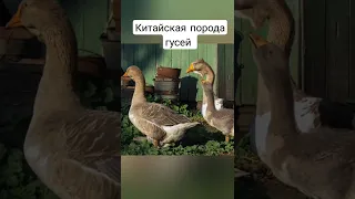 КИТАЙСКАЯ ПОРОДА ГУСЕЙ🦆 #гуси#китайскаяпородагусей#сухоносы#китайскиегуси