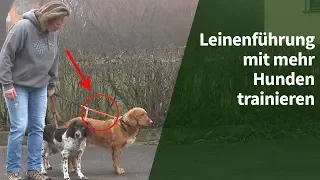 Leinenführigkeit trainieren - Wie Du Leinenführigkeit mit mehr Hunden trainieren kannst