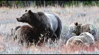 Wildlife Photography-Grizzly 399 & 4 Cubs Lunch Time-Jackson Hole/Grand Teton Park/Yellowstone Park