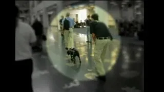 GAO: TSA's Passenger Screening Canine Detects Explosive Training Device Inside Airport Terminal