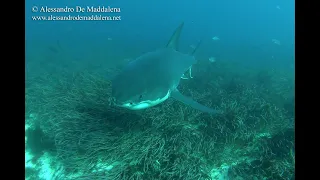 Great white sharks swimming around the bottom cage at the Neptune Islands
