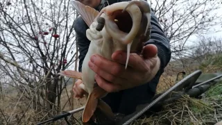 Big Barbel Sessions Including Rigs, Bait and Tips