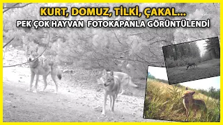 Manisa'da Kurtlar, Fotokapanla İlk Kez Sürü Halinde Görüntülendi