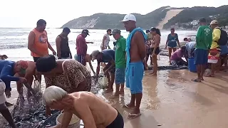 pescaria com rede de arrasto,na praia de ponta negra RN hoje 06/04/2023