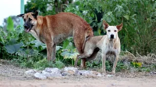 dog and dog meeting