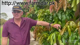 Mangoes with Trellis and Espalier,new concept in Mango 🥭 Australia 🇦🇺