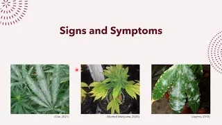 Powdery Mildew TED Talk