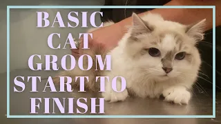 How to Groom a Cat - Basic groom start to finish