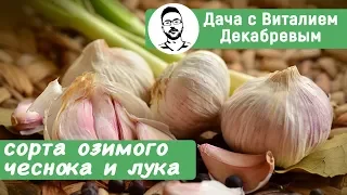 НАДЕЖНЫЕ СОРТА ОЗИМОГО ЛУКА И ЧЕСНОКА!