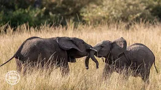 Elephants Drinking in Ruaha | 360° Virtual Tour