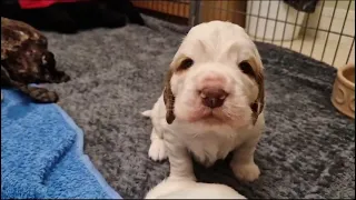 ELSA_BONO_LITTER, 23 days old