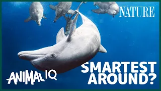 Dolphins Can Use Technology!? | Animal IQ