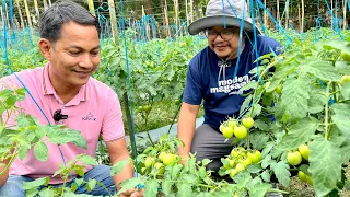 Big time! 30 Hectares na Gulayan, Kulang pa sa kanyang Buyers + Jackpot sa Kamatis Ngayon