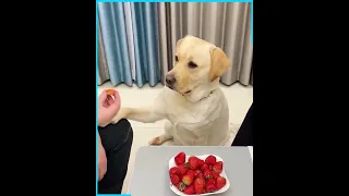 The funniest smart Labrador dog 🐶😆❤️