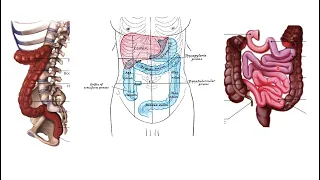 Тік ішек анатомиясы. Rectum - anatomy