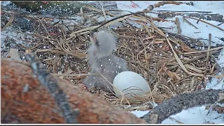 Big Bear ~ Jackie Feeds Her Chick A Quick Messy Lunch While Snow Pellets Are Falling!!❄️ ❄️ 3.5.22