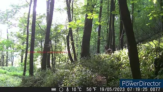 Big Cat ? in the undergrowth Stroud Gloucestershire UK May2023