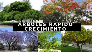 ARBOLES DE RAPIDO CRECIMIENTO QUE TIENES QUE TENER EN TU JARDIN