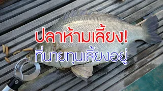 ปลา 10 ชนิด ห้ามเลี้ยงในไทย! มีชนิดไหนนายทุนเลี้ยงกันอยู่?