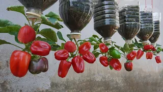 Try this tips on growing bell peppers in plastic bottles, you won't have to buy peppers again