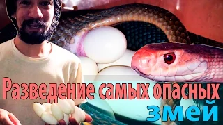 Разведение самых опасных змей. Часть 1