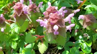 Purple Deadnettle wild medicinal 🌿🌿herb