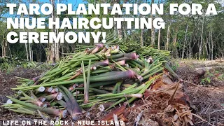 Taro Farming or Plantation for a Niuean Haircutting Ceremony!