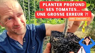 Enfouir profondément ses pieds de tomates à la plantation... Faux ?!