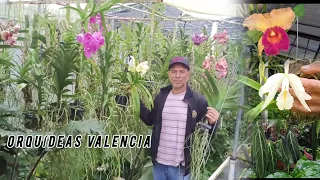 Rafael nos cuenta el cuidado de las orquídeas Andalucía valle del cauca