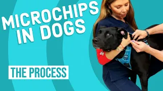 How to Microchip a Dog