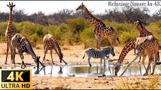 4K Wild Animals - Africa, Mana Pools National Park - Scenic Wildlife Film With Calming Music