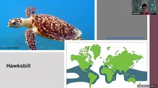 Saving Life on Earth: A Discussion of Sea Turtles