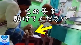 助けて！人間の病院に助けを求めにきた猿の親子【感動】