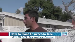 How To Plant An Avocado Tree - Mission Hills Nursery on The Approved Home Pro Show