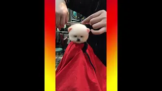 Dog Pet Puppy Pomeranian Grooming Teddy bear style ! dogs story ! #short 19