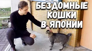 Как живут БЕЗДОМНЫЕ КОШКИ в Японии. Милые японские кошки рядом с моим домом в Токио