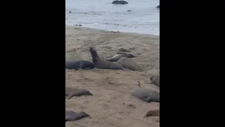 Elephant seals