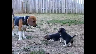 Beagle puppy barks for the first time to his beagle daddy