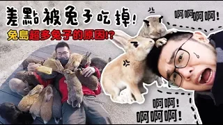 【差點被兔子吃掉！兔島超多兔子的原因？｜日本Vlog 】狸貓