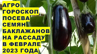 Agrohoroscope for sowing eggplant seeds for seedlings in February 2023