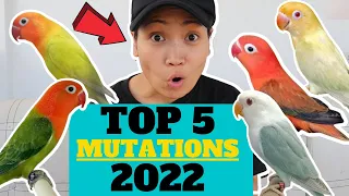 TOP 5 AFRICAN LOVEBIRDS MUTATIONS IN 2022 | MUNTING IBUNAN