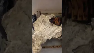 my hissing roaches🤩