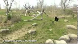 Goose Vs Gorilla/Barney The Gorilla(Goose Chases Silverback Gorilla)