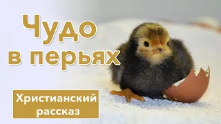 🖤 Чудо в перьях - ИНТЕРЕСНЫЙ ХРИСТИАНСКИЙ РАССКАЗ | Христианские рассказы