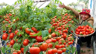 Apply This Method Immediately If Want Healthy Tomatoes, Harvest Early And Never Stop