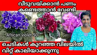 How to propogate African violet from single leaf- 100% Result and Caring Tips || Amazing flowers ❤️🌼